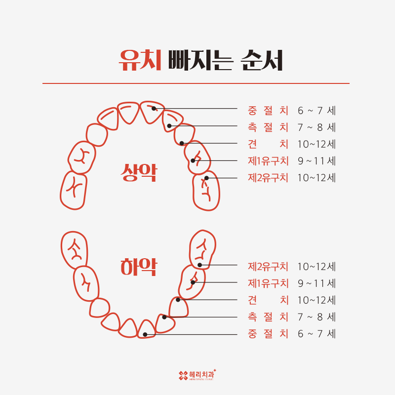 [강남역치과] 헤리치과에서 알려드리는 '우리아이 유치 관리법과 빠지는 순서 '는? | 강남헤리치과의원